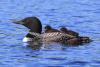 Loon Taxi by Travis Novitsky